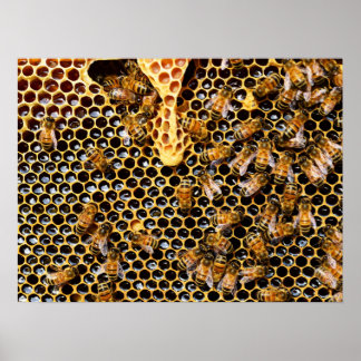 Bijenkorf met Honeycomb Up Close Poster