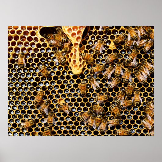 Bijenkorf met Honeycomb Up Close Poster (Voorkant)