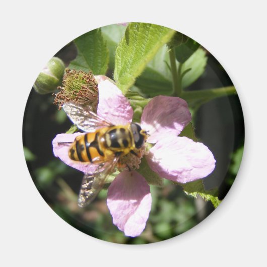 bijenmagneet magneet (Voorkant)