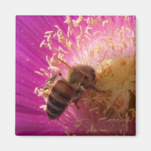 Bijenmagneten Magneet (Voorkant)