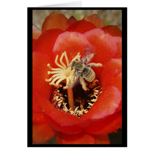 Bijenontbijt (Voorkant)