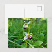 bijenorchidee briefkaart (Voorkant / Achterkant)