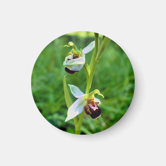 bijenorchidee magneet (Voorkant)