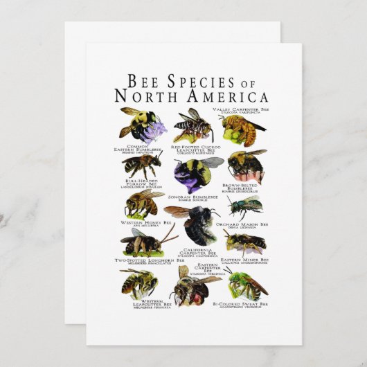 Bijensoorten van Noord-Amerika Poster Print Kaart (Voorkant / Achterkant)