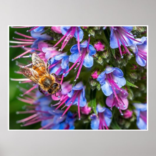 Bijenwerk Poster (Voorkant)