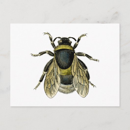  bijenzwart en geel Antiek honingbijen Briefkaart (Voorkant)