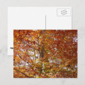 Bijkantoren van de najaarsbeweging van de Sinaasap Briefkaart (Voorkant / Achterkant)