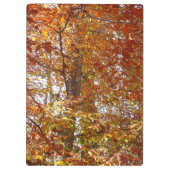 Bijkantoren van de najaarsbeweging van de Sinaasap Klembord (Achterkant)