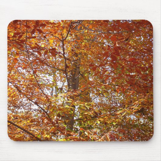 Bijkantoren van de najaarsbeweging van de Sinaasap Muismat (Voorkant)