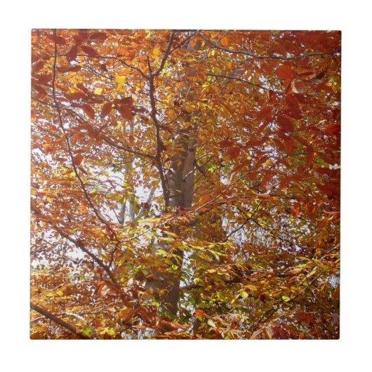 Bijkantoren van de najaarsbeweging van de Sinaasap Tegeltje (Voorkant)