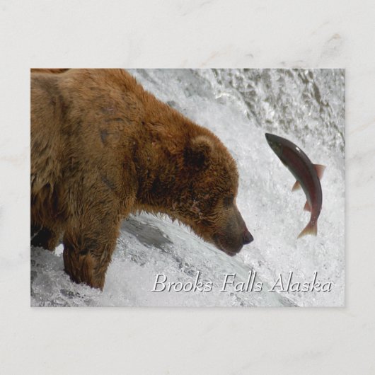 Bijna, Brooks Falls Alaska  Briefkaart (Voorkant)