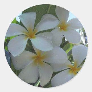 Bijna eetbare Frangipani Ronde Sticker
