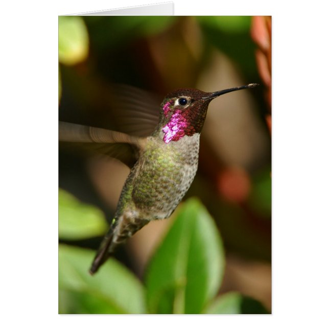 bijna - Hummingbird (Voorkant)