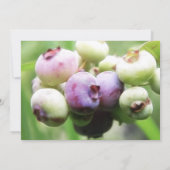 Bijna rijp — Blauwe bessen Kaart (Achterkant)