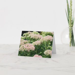 Bijna Sedum Bloem Fotografie Notitiekaartje