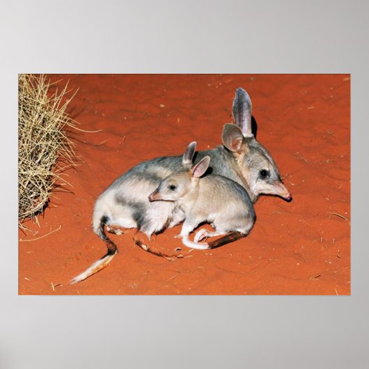 Bilby en Baby Resting in het woestijnPoster Poster (Voorkant)