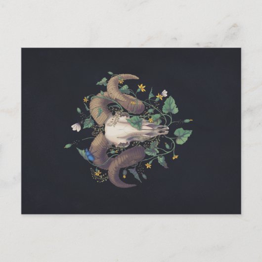 Bildserie Leben Und Tod: Schafschädel Briefkaart (Voorkant)