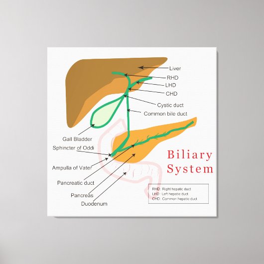 Biliaire systeemdiagram canvas afdruk (Voorkant)