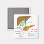 Biliaire systeemdiagram magneet (Voorkant / Achterkant)