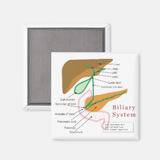 Biliaire systeemdiagram magneet (Voorkant / Achterkant)