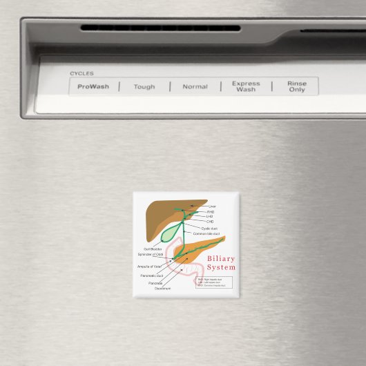 Biliaire systeemdiagram magneet (Insitu (Vaatwasser))