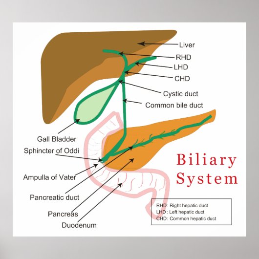 Biliaire systeemdiagram poster (Voorkant)
