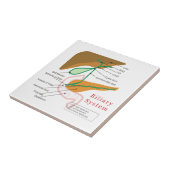 Biliaire systeemdiagram tegeltje (Zijkant)