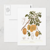 Bilimbi Briefkaart (Voorkant / Achterkant)