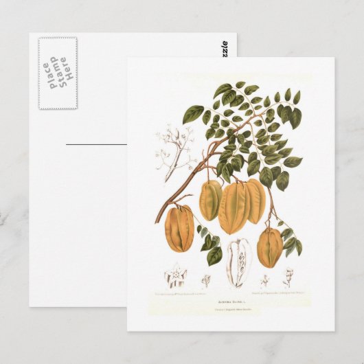 Bilimbi Briefkaart (Voorkant / Achterkant)