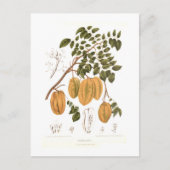 Bilimbi Briefkaart (Voorkant)