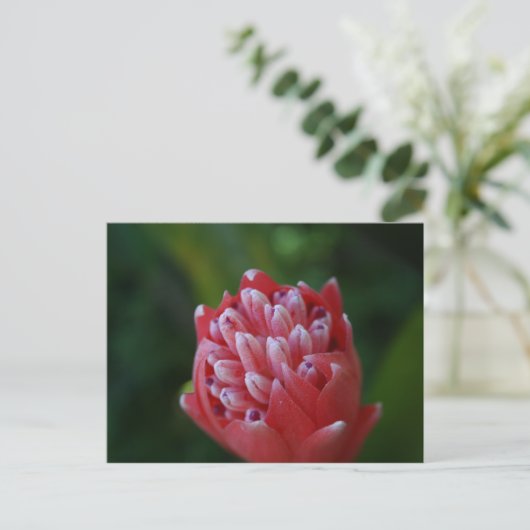 Billbergia Bromeliad Briefkaart (Staand voorkant)