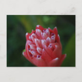 Billbergia Bromeliad Briefkaart (Voorkant)