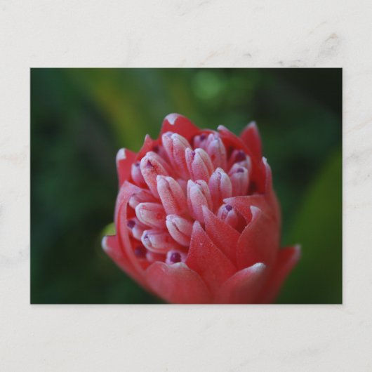 Billbergia Bromeliad Briefkaart (Voorkant)