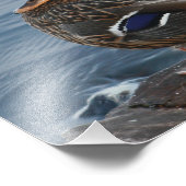 Bill's Duck Foto Afdruk (Hoek)