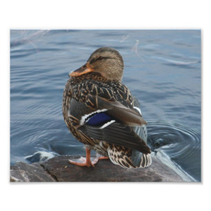 Bill's Duck Foto Afdruk