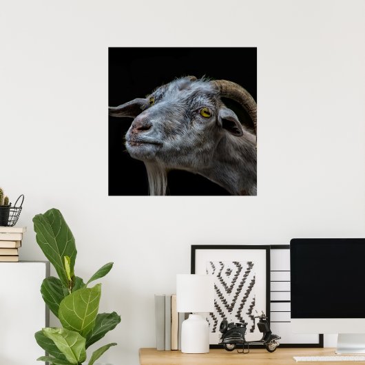 Billy geiten op zwarte achtergrond poster (Thuiskantoor)