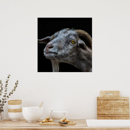 Billy geiten op zwarte achtergrond poster (Keuken)