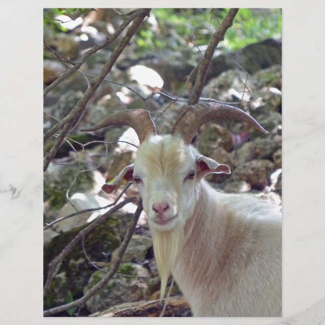 Billy Goat (Voorkant)