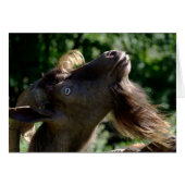 Billy Goat (Voorkant Horizontaal)