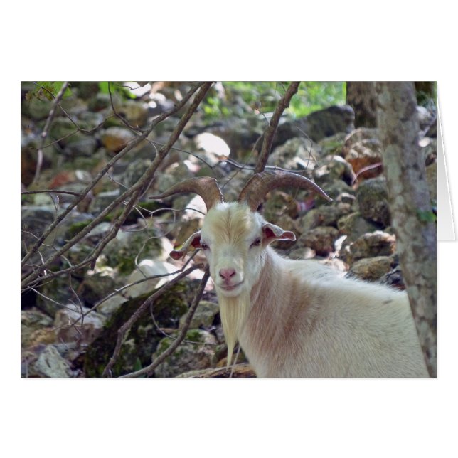 Billy Goat (Voorkant Horizontaal)