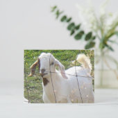 Billy Goat 2 Briefkaart (Staand voorkant)