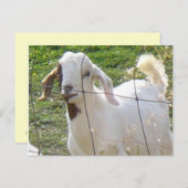Billy Goat 2 Briefkaart (Voorkant / Achterkant)