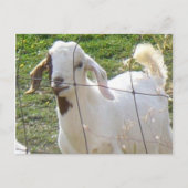 Billy Goat 2 Briefkaart (Voorkant)