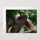 Billy Goat Briefkaart (Voorkant / Achterkant)