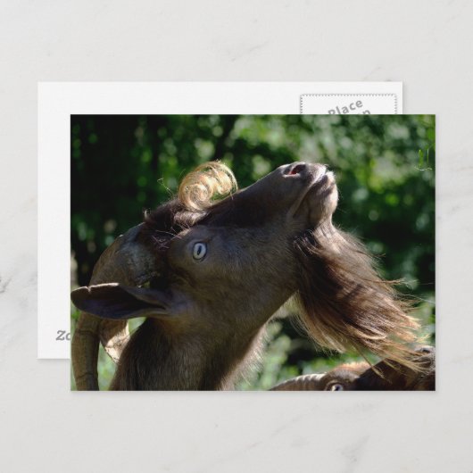 Billy Goat Briefkaart (Voorkant / Achterkant)