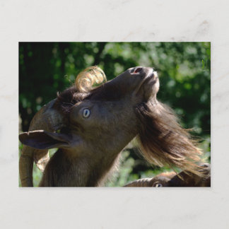 Billy Goat Briefkaart