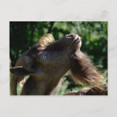 Billy Goat Briefkaart (Voorkant)