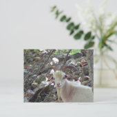 Billy Goat Briefkaart (Staand voorkant)