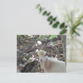 Billy Goat Briefkaart (Staand voorkant)