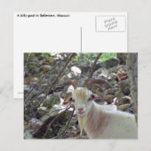 Billy Goat Briefkaart (Voorkant / Achterkant)